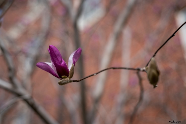 Obsessed with Wide Apertures? Why Stopping Down Can Elevate Your Photography