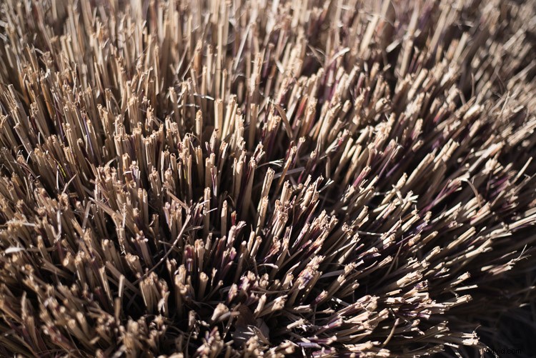 Obsessed with Wide Apertures? Why Stopping Down Can Elevate Your Photography