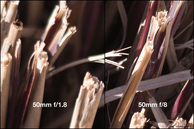 Obsessed with Wide Apertures? Why Stopping Down Can Elevate Your Photography