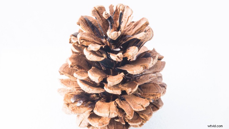 Capture Stunning Pine Cone Time-Lapse: Easy Step-by-Step Tutorial