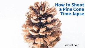 Capture Stunning Pine Cone Time-Lapse: Easy Step-by-Step Tutorial