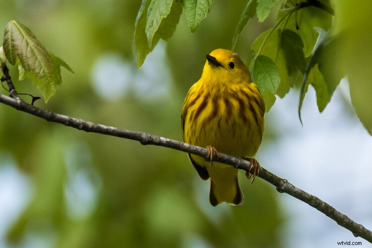 Sigma 150-600mm Contemporary Lens Review with TC-1401 Teleconverter Bundle