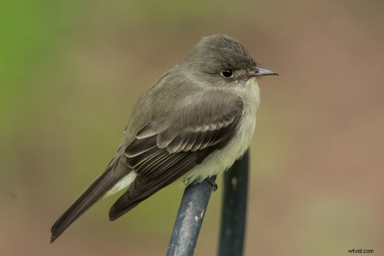 Sigma 150-600mm Contemporary Lens Review with TC-1401 Teleconverter Bundle