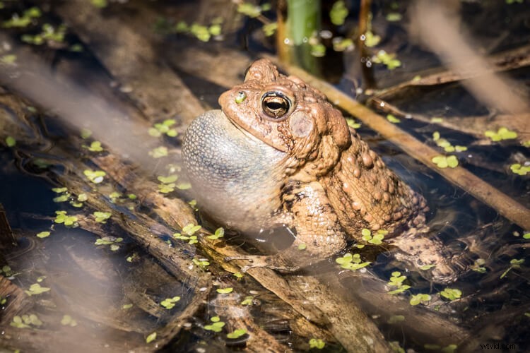Sigma 150-600mm Contemporary Lens Review with TC-1401 Teleconverter Bundle