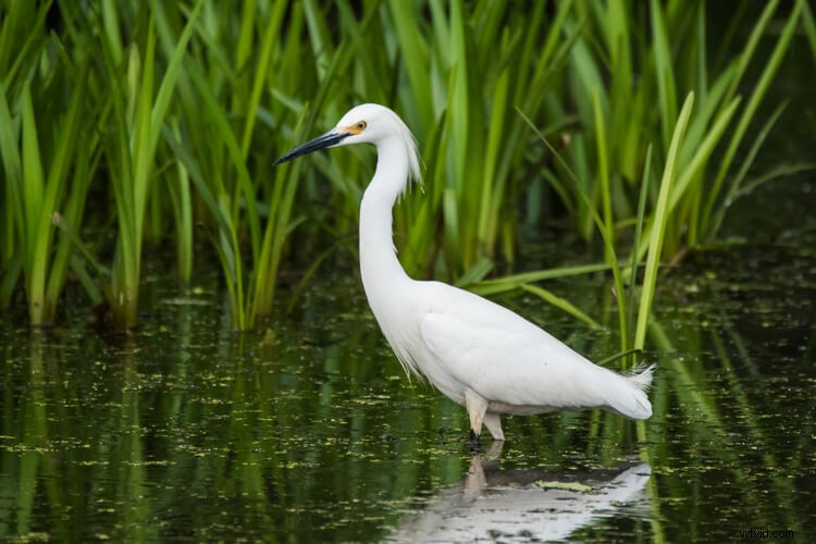 Sigma 150-600mm Contemporary Lens Review with TC-1401 Teleconverter Bundle