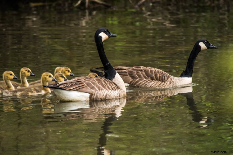 Sigma 150-600mm Contemporary Lens Review with TC-1401 Teleconverter Bundle