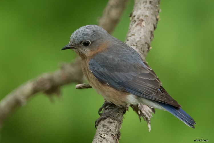 Sigma 150-600mm Contemporary Lens Review with TC-1401 Teleconverter Bundle