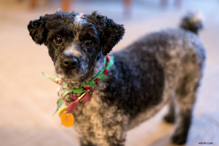 Embrace Auto ISO: Master Exposure and Simplify Your Photography