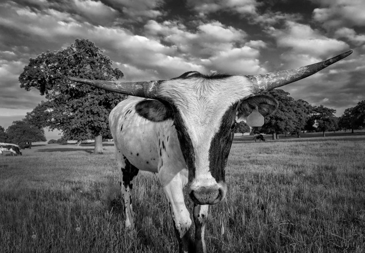 Revive Midday Photos: Master Black and White Photography Techniques