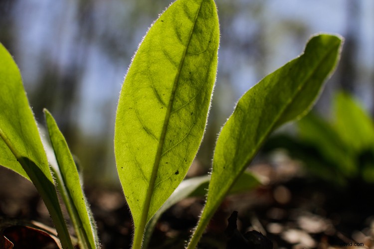 Sigma 30mm f/1.4 DC HSM Art Lens Review: Sharpness, Speed & APS-C Excellence