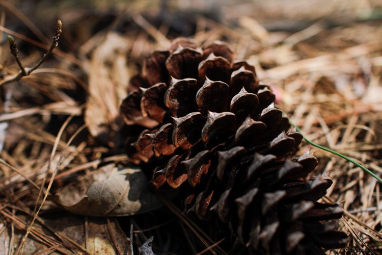 Sigma 30mm f/1.4 DC HSM Art Lens Review: Sharpness, Speed & APS-C Excellence