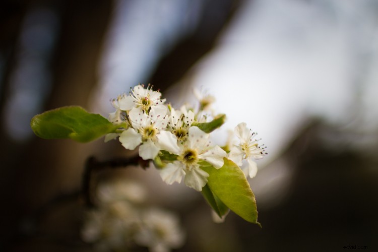 Sigma 30mm f/1.4 DC HSM Art Lens Review: Sharpness, Speed & APS-C Excellence