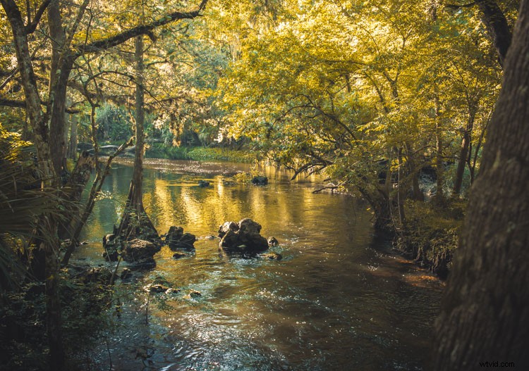 8 Expert Tips for Stunning Forest Photography