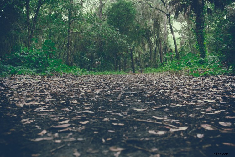 8 Expert Tips for Stunning Forest Photography