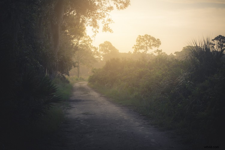 8 Expert Tips for Stunning Forest Photography