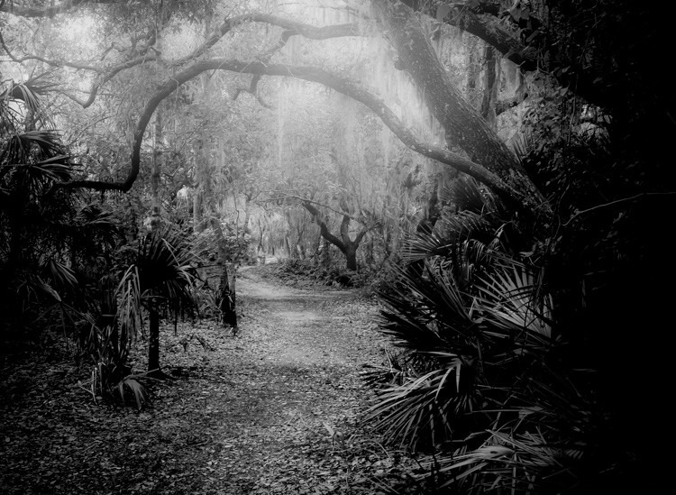 8 Expert Tips for Stunning Forest Photography