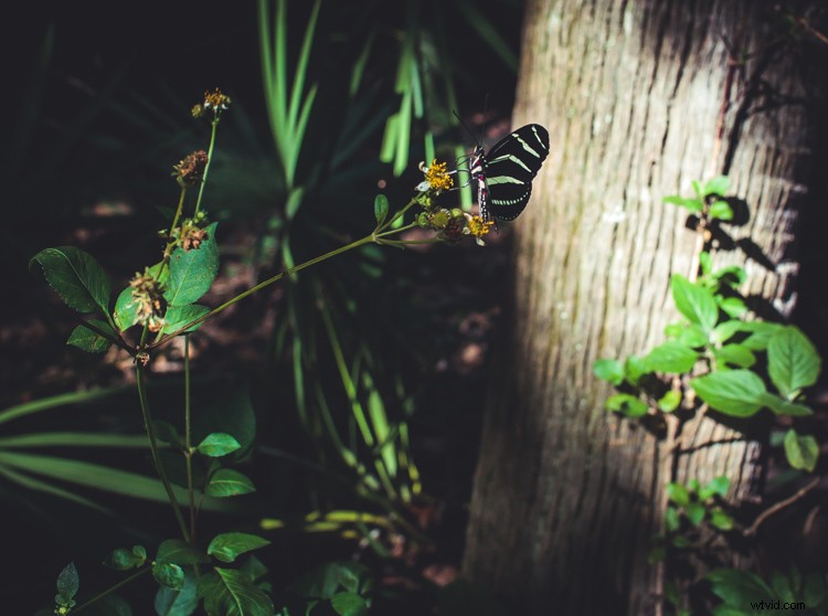 8 Expert Tips for Stunning Forest Photography
