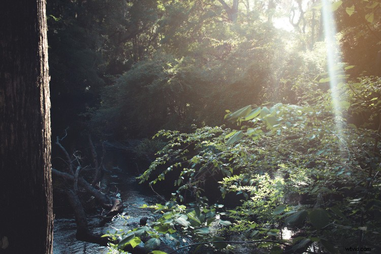 8 Expert Tips for Stunning Forest Photography