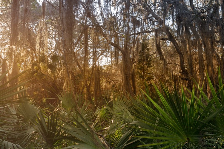 8 Expert Tips for Stunning Forest Photography