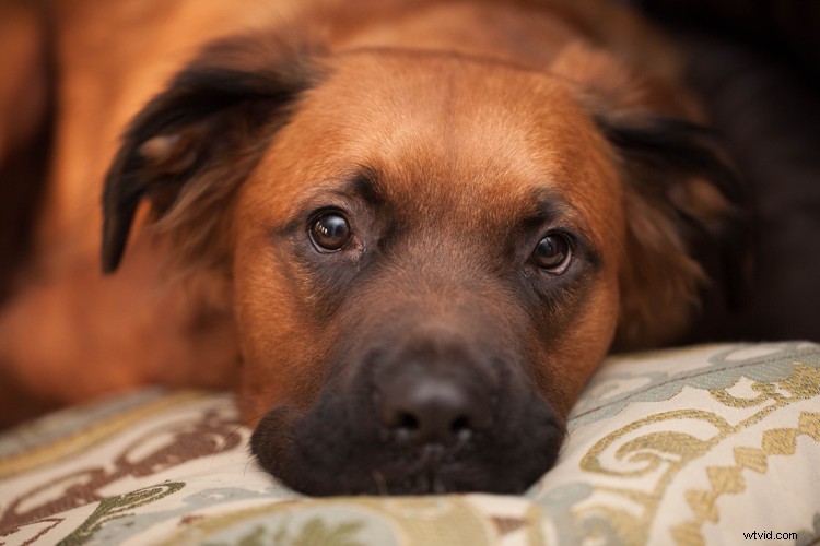 Why Photography is the Ultimate Hobby: 5 Compelling Reasons