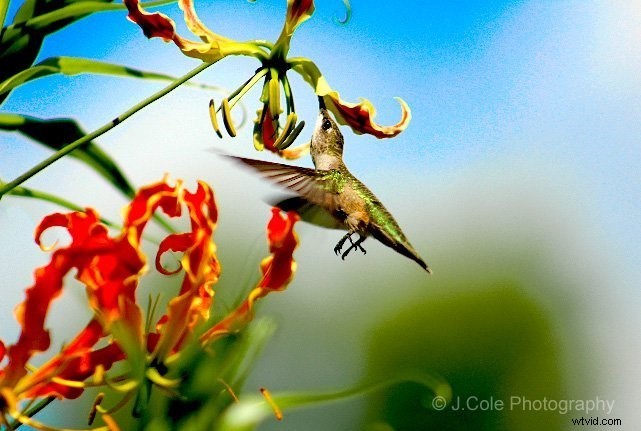 Winners Announced: Corel AfterShot Pro 3 Photo Editing Software Contest