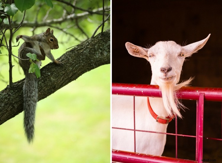 Unlock Lasting Fulfillment as an Amateur Photographer: Why Pros Might Envy You