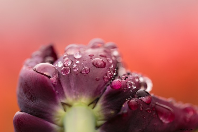 Unlock Lasting Fulfillment as an Amateur Photographer: Why Pros Might Envy You