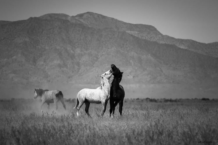 Unlock Lasting Fulfillment as an Amateur Photographer: Why Pros Might Envy You