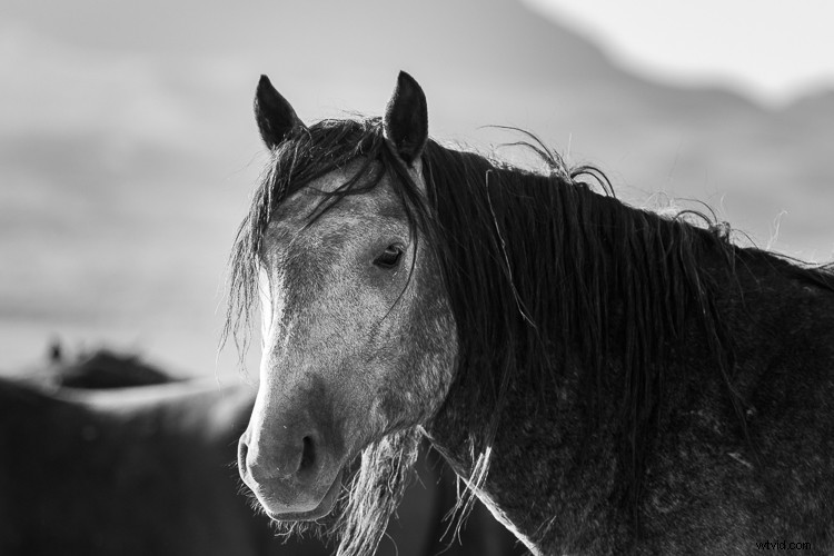 Unlock Lasting Fulfillment as an Amateur Photographer: Why Pros Might Envy You