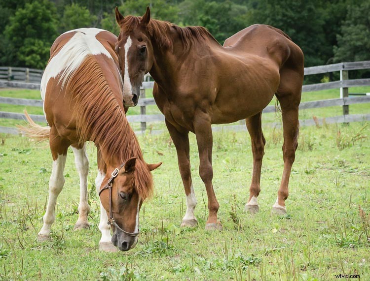 Unlock Lasting Fulfillment as an Amateur Photographer: Why Pros Might Envy You
