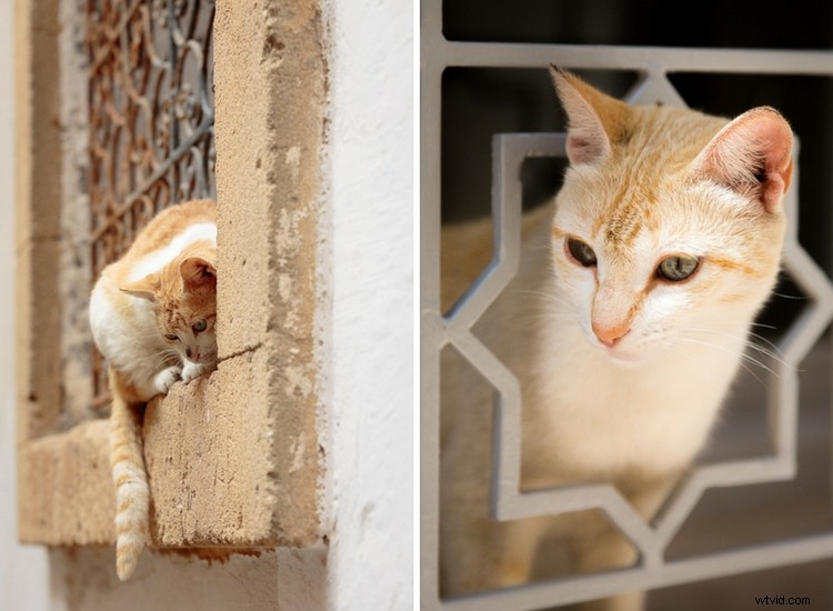 Unlock Lasting Fulfillment as an Amateur Photographer: Why Pros Might Envy You