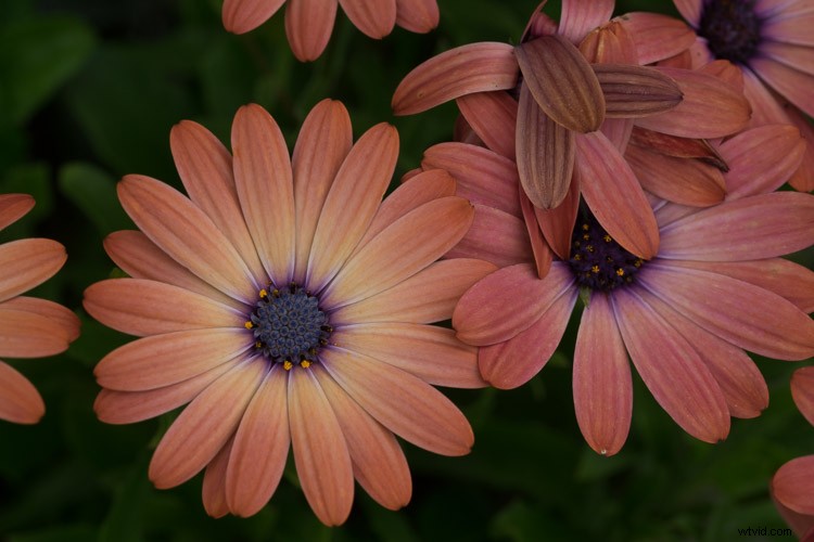 Master Photoshop s Levels Tool: Beginner s Guide to Pro Photo Adjustments