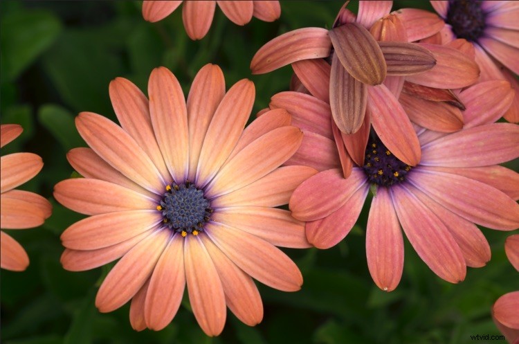 Master Photoshop s Levels Tool: Beginner s Guide to Pro Photo Adjustments