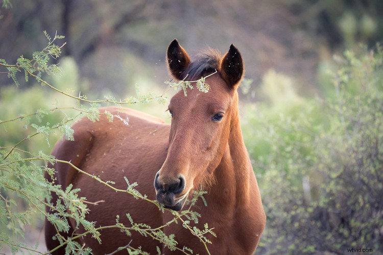 Canon EF 100-400mm f/4.5-5.6L IS II USM: A dPS Writer s Top Wildlife and Horse Photography Lens