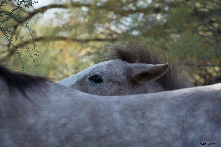 Canon EF 100-400mm f/4.5-5.6L IS II USM: A dPS Writer s Top Wildlife and Horse Photography Lens