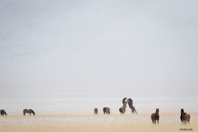 Canon EF 100-400mm f/4.5-5.6L IS II USM: A dPS Writer s Top Wildlife and Horse Photography Lens