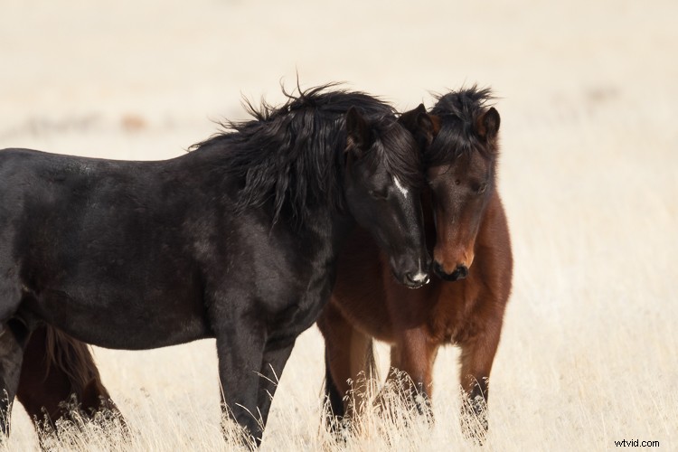Canon EF 100-400mm f/4.5-5.6L IS II USM: A dPS Writer s Top Wildlife and Horse Photography Lens