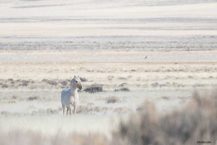 Canon EF 100-400mm f/4.5-5.6L IS II USM: A dPS Writer s Top Wildlife and Horse Photography Lens