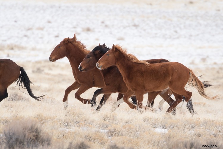 Canon EF 100-400mm f/4.5-5.6L IS II USM: A dPS Writer s Top Wildlife and Horse Photography Lens
