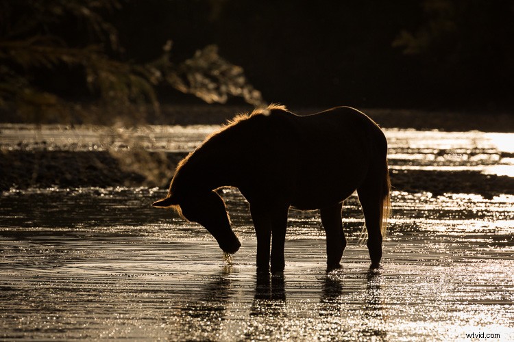 Canon EF 100-400mm f/4.5-5.6L IS II USM: A dPS Writer s Top Wildlife and Horse Photography Lens