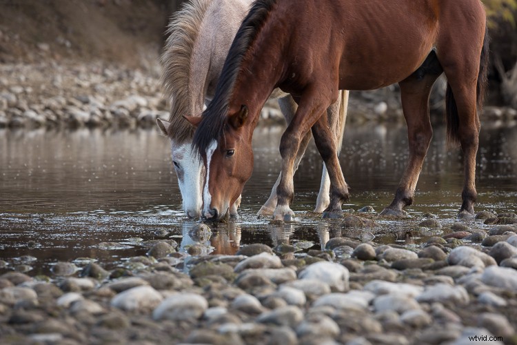 Canon EF 100-400mm f/4.5-5.6L IS II USM: A dPS Writer s Top Wildlife and Horse Photography Lens