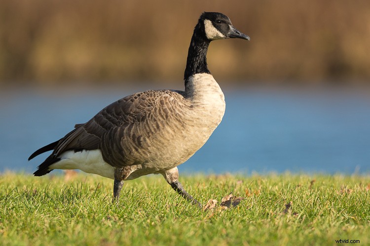 Sigma 500mm f/4 DG HSM OS Sports Lens Review: Beastly Performance for Wildlife Photographers