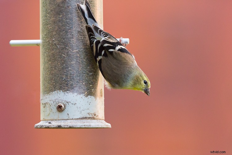 Sigma 500mm f/4 DG HSM OS Sports Lens Review: Beastly Performance for Wildlife Photographers