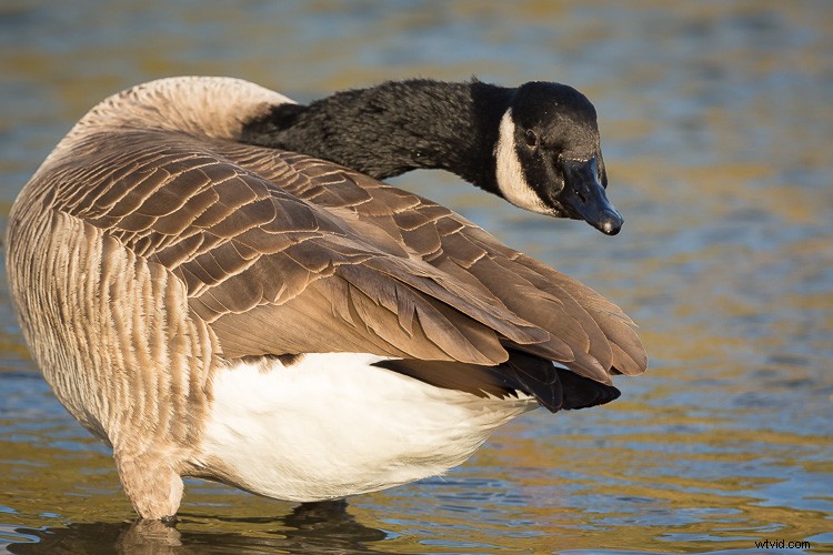 Sigma 500mm f/4 DG HSM OS Sports Lens Review: Beastly Performance for Wildlife Photographers