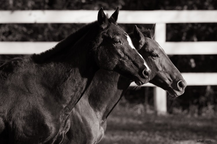Sigma 500mm f/4 DG HSM OS Sports Lens Review: Beastly Performance for Wildlife Photographers