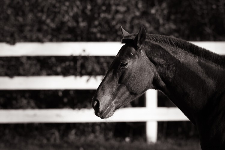 Sigma 500mm f/4 DG HSM OS Sports Lens Review: Beastly Performance for Wildlife Photographers