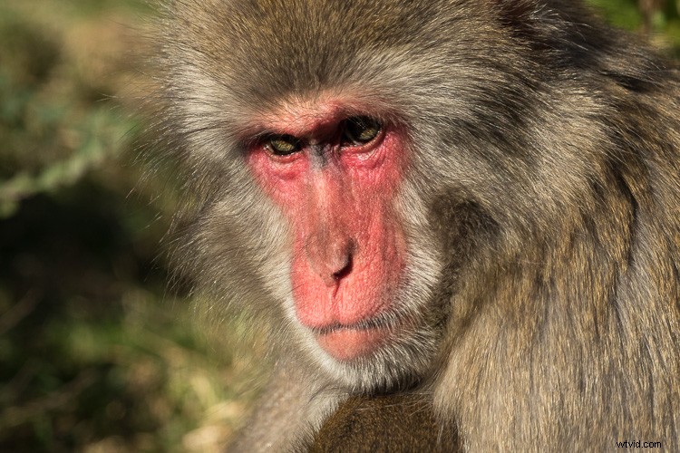 Sigma 500mm f/4 DG HSM OS Sports Lens Review: Beastly Performance for Wildlife Photographers