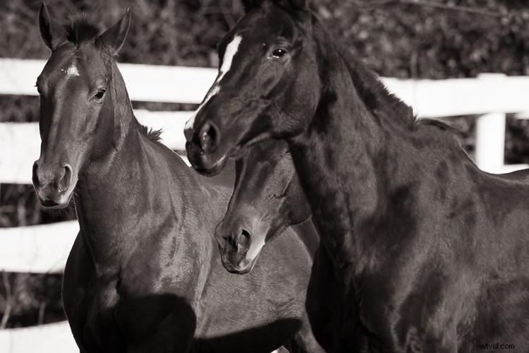 Sigma 500mm f/4 DG HSM OS Sports Lens Review: Beastly Performance for Wildlife Photographers