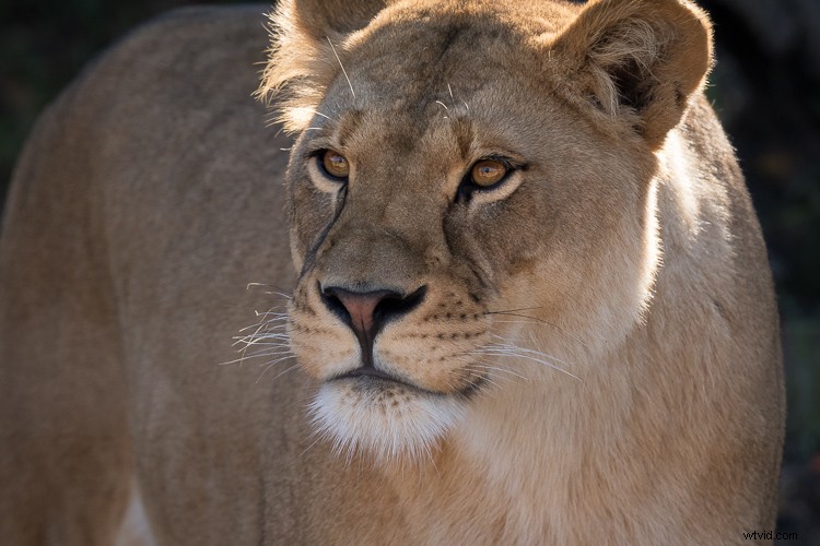 Sigma 500mm f/4 DG HSM OS Sports Lens Review: Beastly Performance for Wildlife Photographers