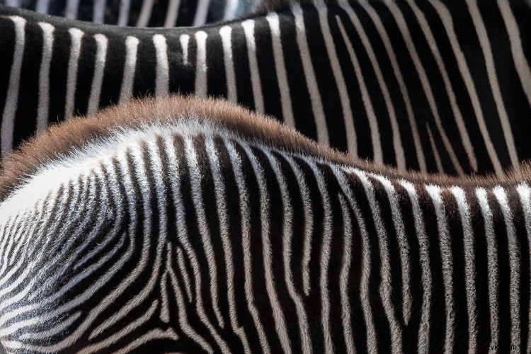 Sigma 500mm f/4 DG HSM OS Sports Lens Review: Beastly Performance for Wildlife Photographers